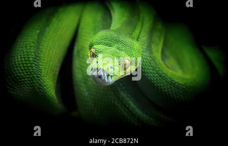 Morelia viridis, Schlange Grüner Baum Python Blick in die Augen, warten auf die Jagd, das beste Foto Stockfoto