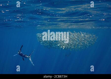 Marlin-Jagd und -Fütterung in einem Köderball in Magdalena Bay, Baja California Sur, Mexiko. Stockfoto