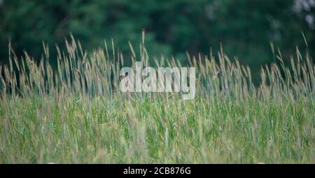 Gras und Getreide wachsen auf einer Wiese in der Natur, das beste Foto Stockfoto