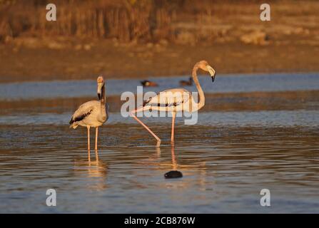 Karibischer Flamingo (Phoenicopterus ruber) zwei Immatries stehen in der Lagune Zapata Halbinsel, Kuba März Stockfoto