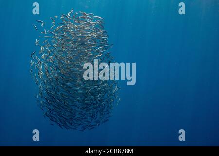 Köderball von Sardinen und Makrele in Magadalena Bay, Baja California Sur, Mexiko. Stockfoto