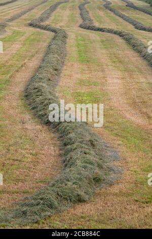 Grünland mit geheiltem gemähtem Gras für die Heubereitung Stockfoto