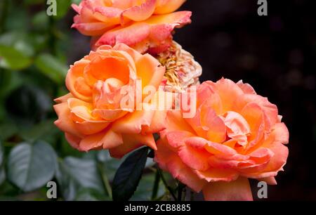 Orangefarbene Rose im englischen Garten Stockfoto