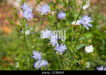 Blaue Blüten der wilden Zichorien-Pflanze Stockfoto