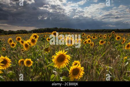 Sonnenblumenfeld in Suffolk, Großbritannien Stockfoto