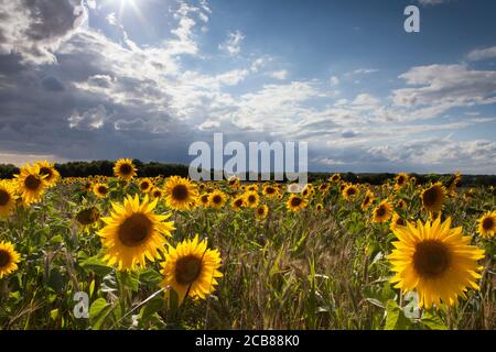 Sonnenblumenfeld in Suffolk, Großbritannien Stockfoto