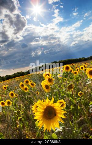 Sonnenblumenfeld in Suffolk, Großbritannien Stockfoto