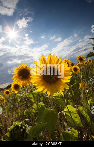 Sonnenblumenfeld in Suffolk, Großbritannien Stockfoto