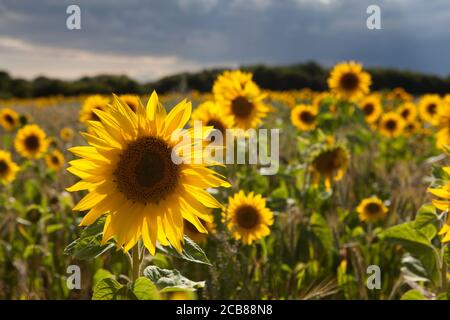 Sonnenblumenfeld in Suffolk, Großbritannien Stockfoto