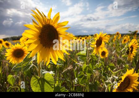 Sonnenblumenfeld in Suffolk, Großbritannien Stockfoto