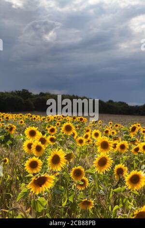 Sonnenblumenfeld in Suffolk, Großbritannien Stockfoto