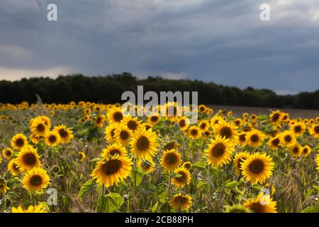 Sonnenblumenfeld in Suffolk, Großbritannien Stockfoto