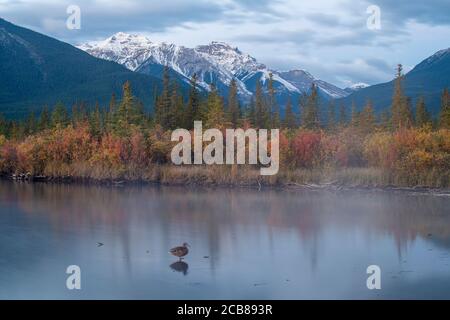 Vermilion Lakes Ende September bei Sonnenaufgang, Banff National Park, Alberta, Kanada Stockfoto