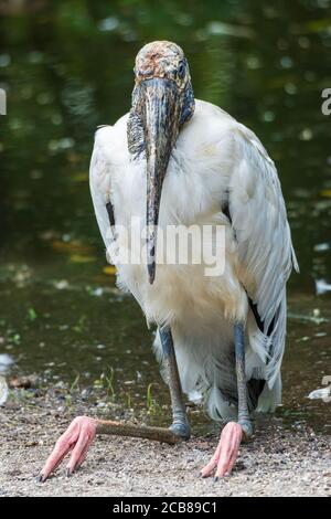 Holzstorch (Mycteria americana) sitzt auf dem Boden - Davie, Florida, USA Stockfoto