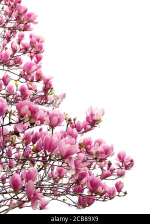 Fokus gestapeltes Bild von einem schönen rosa Tulpenbaum in Volle Blüte isoliert auf Weiß Stockfoto