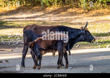 Heckrinder, Bos primigenius Taurus, behauptete die ausgestorbenen Auerochsen zu ähneln. Stockfoto