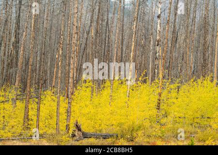 Herbst Espen in einem Waldbrandgebiet, Kootenay Plains ecological Preserve, Alberta, Kanada Stockfoto