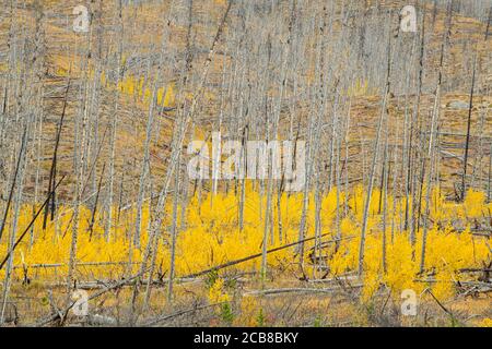 Herbst Espen in einem Waldbrandgebiet, Kootenay Plains ecological Preserve, Alberta, Kanada Stockfoto