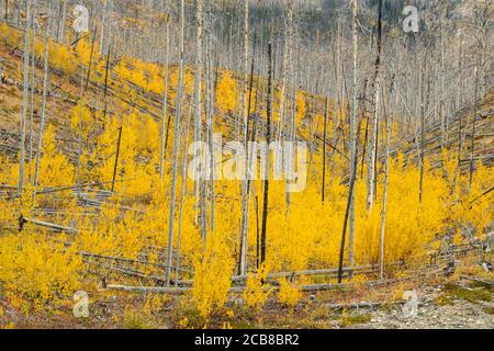 Herbst Espen in einem Waldbrandgebiet, Kootenay Plains ecological Preserve, Alberta, Kanada Stockfoto