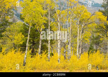 Herbst Espen in einem Waldbrandgebiet, Kootenay Plains ecological Preserve, Alberta, Kanada Stockfoto