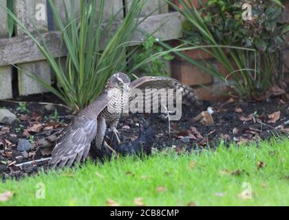 Glasgow, Schottland, Großbritannien. 11. August 2020.EINE weibliche Sparrowhawk in einem Glasgower Garten eine Aas-Krähe absund. Stockfoto