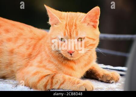 Indisch gestreiftes Kätzchen. Nette junge Katze isoliert mit ihrem ursprünglichen Hintergrund. Indoor-Haustiere, Veterinär-und Werbekonzept. Stockfoto