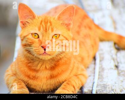 Indisch gestreiftes Kätzchen. Nette junge Katze isoliert mit ihrem ursprünglichen Hintergrund. Indoor-Haustiere, Veterinär-und Werbekonzept. Stockfoto