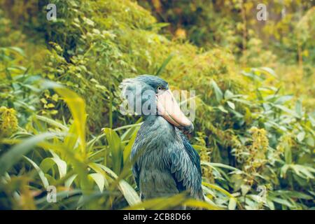Sehr selten ist der Schuhreif Balaeniceps rex auch bekannt als Walkopf, Walkopfstorch oder Schuhreife Storch im Prager Zoo, das beste Foto. Stockfoto