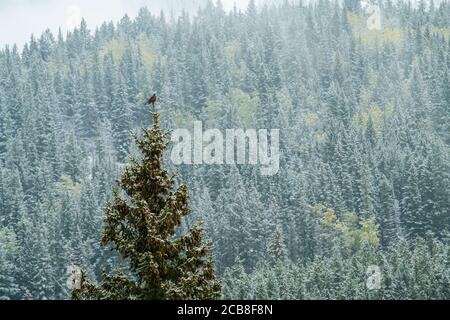 American Robin singt von der Spitze eines Baumes mit frischem Schnee, Banff National Park, Alberta, Kanada Stockfoto