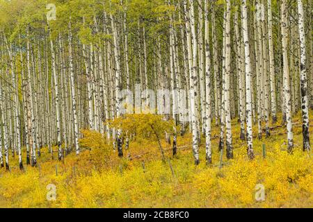 Aspen Baumstämme auf Hill 12 mit Blick auf Bearberry Valley, in der Nähe von Sundre, Alberta, Kanada Stockfoto