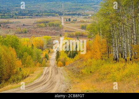 Aspen Baumstämme auf Hill 12 mit Blick auf Bearberry Valley, in der Nähe von Sundre, Alberta, Kanada Stockfoto