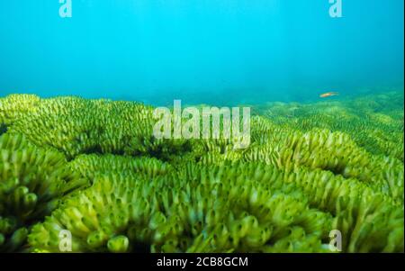 Meeresboden mit grünen Algen bedeckt, Codium tomentosum, Unterwasser im Atlantik, Spanien, Galicien, Pontevedra Stockfoto