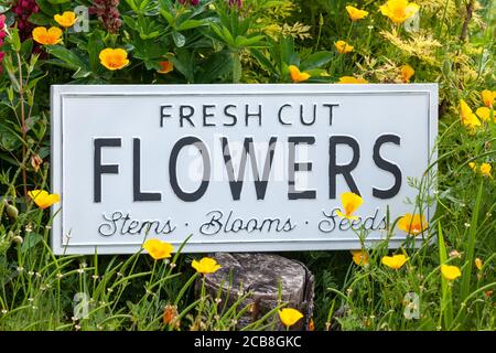 Schöne Sommerblumen in einem Gartenbett mit einem weißen Schild, das frische Schnittblumen sagt. Nahaufnahme einer erstaunlichen Darstellung von blühenden Pflanzen in vielen Farben Stockfoto