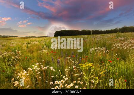 Mega-Mond steigt über schöne ländliche Blumenwiesenlandschaft im Frühling, mit rosa Sonnenuntergang Abenddämmerung Himmel und Wolken Stockfoto