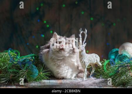 Haustier im Zimmer mit Weihnachtsbaum. Schöne Katze unter einem Weihnachtsbaum. Stockfoto