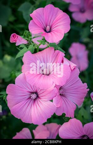 Eine Nahaufnahme mehrerer Lavatera-Blüten auf einem grünen unscharfen Hintergrund (malva trimestris). Hochformat Stockfoto