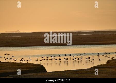 Flamingo Fütterung im Lower Berg River, Velddrif, Western Cape Stockfoto