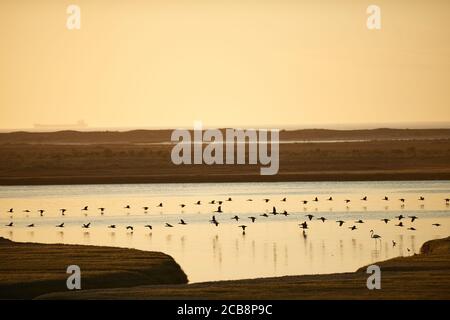 Flamingo Fütterung im Lower Berg River, Velddrif, Western Cape Stockfoto