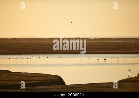 Flamingo Fütterung im Lower Berg River, Velddrif, Western Cape Stockfoto