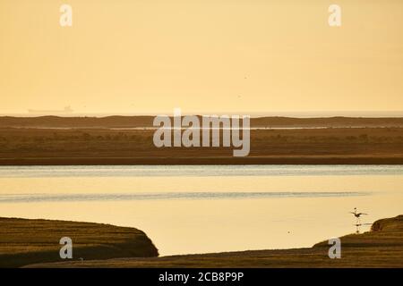 Flamingo Fütterung im Lower Berg River, Velddrif, Western Cape Stockfoto