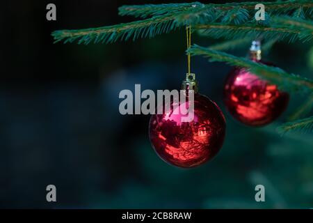 Rote Weihnachtskugeln mit Spiegelung schmücken die grünen Zweige des Weihnachtsbaums. Winterurlaub. Weihnachtsthema mit Platz für Text Stockfoto