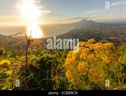 Nahaufnahme von schönen gelben Blumen mit Sonnenuntergang und vesuv im Hintergrund, Neapel, Golf von Neapel, Süditalien. Stockfoto