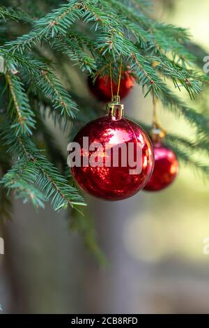 Rote Weihnachtskugeln mit Spiegelung schmücken die grünen Zweige des Weihnachtsbaums. Winterurlaub. Weihnachtsthema mit Platz für Text Stockfoto