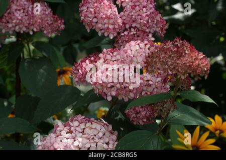 Hortensia arborescens Invincibelle Spirit oder Pink Annabelle pink a corymb. Hortensia arborescens, glatte Hortensien, wilde Hortensien oder Sevenbark Stockfoto