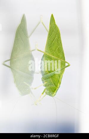 Eine Makroaufnahme eines Katydid, auch bekannt als Blattwanzen, der eine blattförmige Tarnung hat. Der Käfer ist in der Grashüpfer und Cricket Familie. Stockfoto