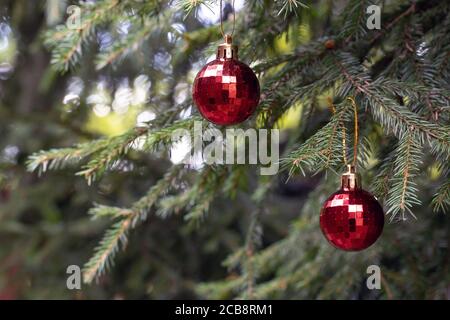 Rote Weihnachtskugeln mit Spiegelung schmücken die grünen Zweige des Weihnachtsbaums. Winterurlaub. Weihnachtsthema mit Platz für Text Stockfoto