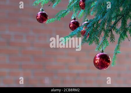 Rote Weihnachtskugeln mit Spiegelung schmücken die grünen Zweige des Weihnachtsbaums. Winterurlaub. Weihnachtsthema mit Platz für Text Stockfoto