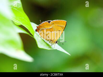 Brown Hairstreak Thecla betulae Schmetterling bei Ott Moor RSPB Natur Buchen Sie Oxfordshire England UK Stockfoto