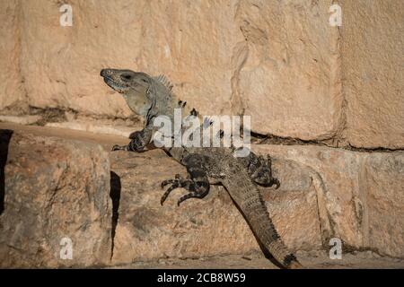 Ein großer männlicher Schwarzer Stachelschwanz-Leguan in den prähispanischen Maya-Ruinen von Uxmal, Mexiko. Stockfoto