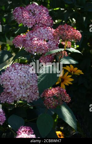 Hortensia arborescens Invincibelle Spirit oder Pink Annabelle pink a corymb. Hortensia arborescens, glatte Hortensien, wilde Hortensien oder Sevenbark Stockfoto